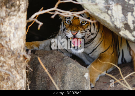 Ein Bengal Tiger im Inneren der Höhle Knurren in Pench Wald, Madhya Pradesh, Indien. (Panthera Tigris) Stockfoto