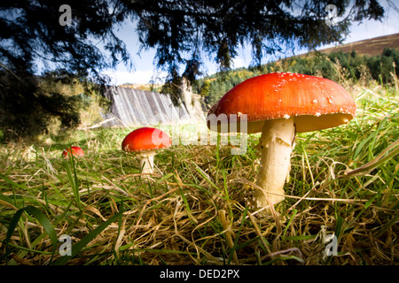 Ein Cluster von Fliegenpilz-Pilze unter einem Anguss-Baum suchen, Derwent Stausee Staumauer, Peak District, Derbyshire Stockfoto