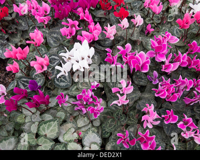 Alpenveilchen-Pflanzen für den Verkauf in einem Gartencenter Stockfoto