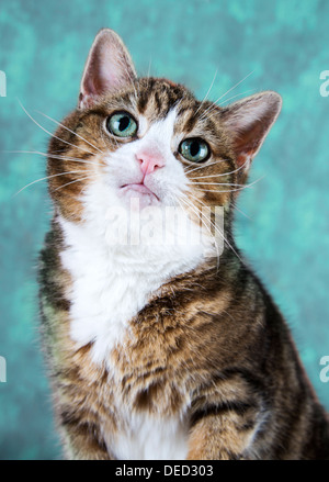 Schöne Tabby Katze Porträt Stockfoto