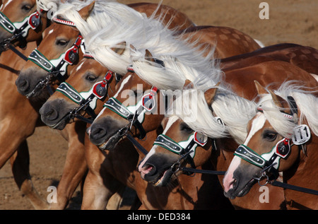 Moritzburg, Deutschland, freilaufende Haflinger Hengst Parade auf der Hauptversammlung Stockfoto