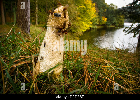 Fliegen auf gemeinsame Pilz der Stinkmorchel (Phallus Impudicu) in Nadel-Wald Lebensraum, Upper Derwent Valley, Peak District, UK Stockfoto