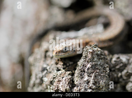 Kleine braune Eidechse auf einem Baum Stockfoto