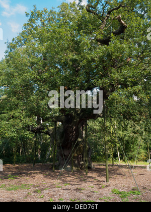 Major Oak Tree im Sherwood Forest Visitor Center in der Nähe von Nottingham. Stockfoto