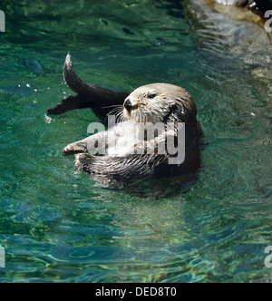 Wild-Seeotter (Enhydra Lutris) schweben Stockfoto