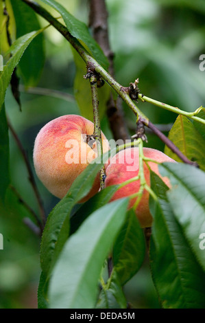 Zwei reife Pfirsiche noch am Baum hängen. Stockfoto
