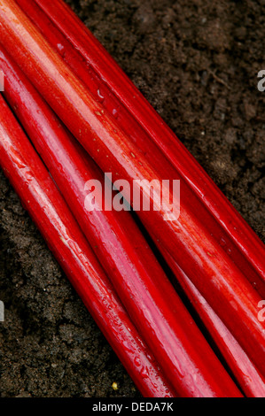 Eine Nahaufnahme der leuchtend roten Rhabarber Stängel auf Boden. Stockfoto