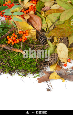 Blätter im Herbst Stockfoto