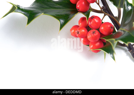 Ein Zweig der Christmas Holly auf weißem Hintergrund. Stockfoto