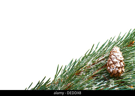 Ein Baum Tannenzweig Weihnachten und Kegel auf einem weißen Hintergrund. Stockfoto