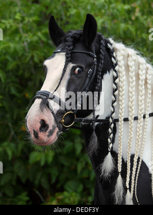 Tinker Pony mit geflochtener Mähne in Zöpfe. Gypsy Vanner Pferd Hengst Stockfoto