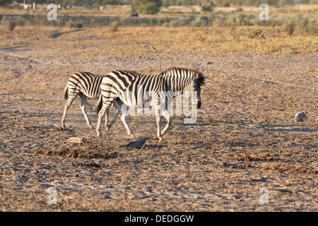 Zwei Burchell-Zebras (Equus Burchelli) in Botswana, Afrika Stockfoto