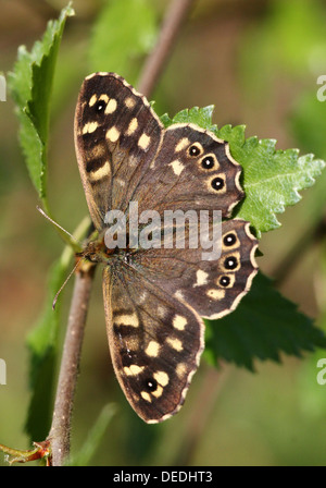 Europäische gesprenkelten Holz Schmetterling (Pararge Aegeria) posiert auf einem Blatt Stockfoto