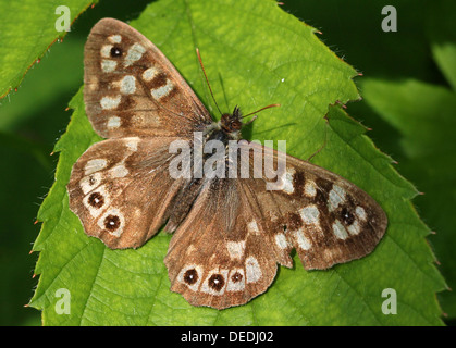 Detaillierte Makro Bild an einen gut getarnten gesprenkelten Holz Schmetterling (Pararge Aegeria) posiert auf einem Blatt Stockfoto