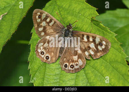 Europäische gesprenkelten Holz Schmetterling (Pararge Aegeria) posiert auf einem Blatt Stockfoto