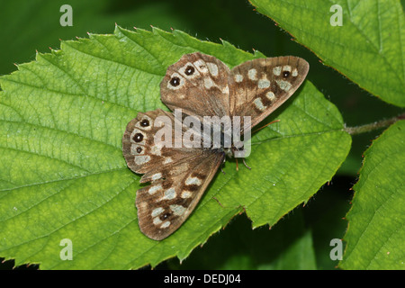 Europäische gesprenkelten Holz Schmetterling (Pararge Aegeria) posiert auf einem Blatt Stockfoto