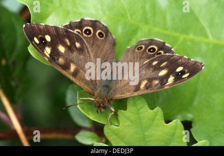 Männliche gesprenkelten Holz Schmetterling (Pararge Aegeria) posiert auf einem Blatt Stockfoto