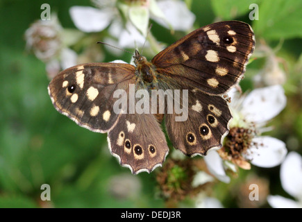 Gefleckt, Holz Schmetterling (Pararge Aegeria) auf Futtersuche auf einem Blackberry-Blume Stockfoto