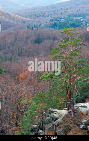 Herbstlichen Bergwald und großen hohen Steinen ("Skeli Dovbusha", Ivano-Frankovsk Region, Ukraine) Stockfoto