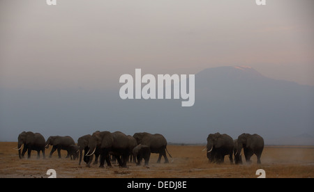 Herde von afrikanischen Elefanten (Loxodonta Africana) Kulisse des Kilimanjaro im Amboseli Nationalpark in Kenia Stockfoto