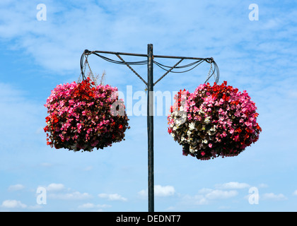 Zwei Ampeln von Bergonias mit blauem Himmel und weißen Wolken Stockfoto