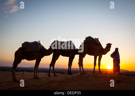 Kamel-Treiber, die Wüste Sahara, Merzouga, Marokko, Nordafrika, Afrika Stockfoto