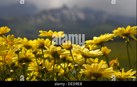 Gelben Blüten gegen die Dolomiten Alpen Italien Stockfoto