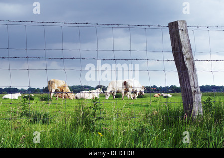 Eine Gruppe von Rindern auf der Wiese hinter einem Zaun. Stockfoto