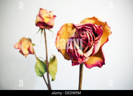 Drei verwelkten Rosen auf weißem Hintergrund mit Vignettierung. Stockfoto