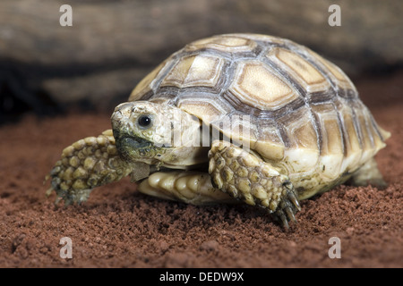 Spornschildkröte Centrochelys sulcata Stockfoto