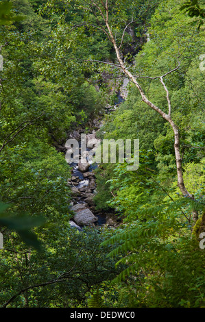 Rheidol Schlucht betrachtet aus dem Naturlehrpfad auf dem Fußweg die Jakobsleiter unter Teufelsbrücke in der Nähe von Aberystwyth Ceredigion West Wales UK Stockfoto