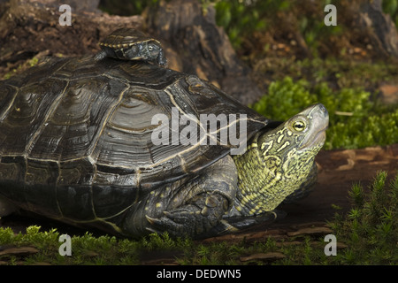 Chinesische Sumpfschildkröte, Chinemys reevesii Stockfoto