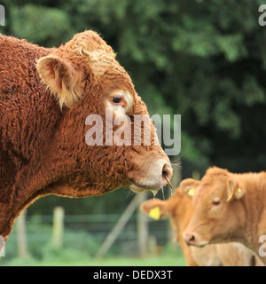 South Devon bull Stockfoto