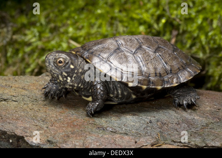 Europäische Sumpfschildkröte, Emys orbicularis Stockfoto