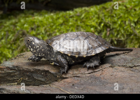 Europäische Sumpfschildkröte, Emys orbicularis Stockfoto