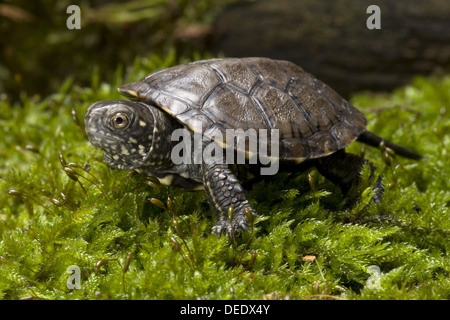 Europäische Sumpfschildkröte, Emys orbicularis Stockfoto