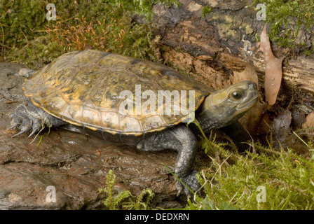 Japanische Sumpfschildkröte, Mauremys Japonica / japanischen Sumpfschildkröte, Mauremys Japonica Stockfoto