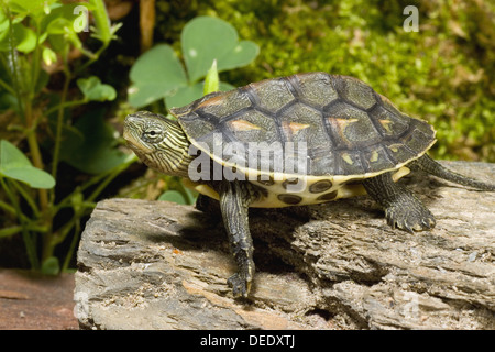 Chinesische Streifen-necked Turtle, Ocadia sinensis Stockfoto