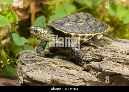 Chinesische Streifen-necked Turtle, Ocadia sinensis Stockfoto