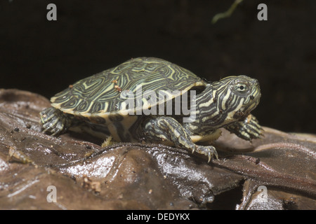 Eastern River Cooter, Pseudemys Concinna concinna Stockfoto