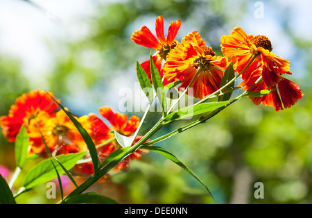 Leuchtend rot und orange Helenium Blumen Makro-Foto Stockfoto