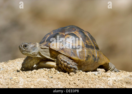 Mediterrane Sporn-thighed Tortoise, Testudo Graeca ibera Stockfoto