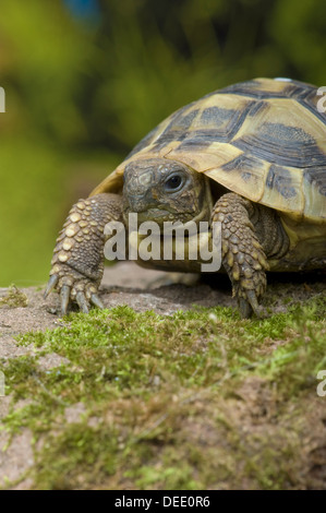 Westlichen Hermann Schildkröte Testudo Hermanni hermanni Stockfoto