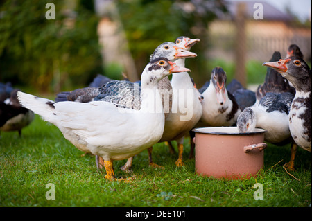 Cairina Moschata Trinkwasser aus großen Topf Stockfoto