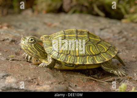 Rot-eared Slider, ist Scripta Elegans "Süd-Texas-Form" Stockfoto