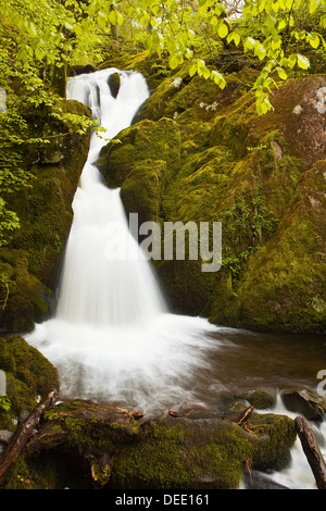 Teil des Stock Ghyll Force Wasserfall in der Nähe von Ambleside, Nationalpark Lake District, Cumbria, England, Vereinigtes Königreich, Europa Stockfoto