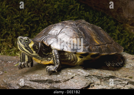 Bauche Schieberegler, ist Scripta scripta Stockfoto