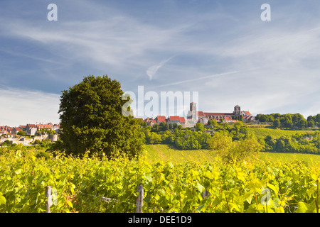 Weinberge in der Nähe der Hügel Dorf von Vezelay im Bereich Yonne, Burgund, Frankreich, Europa Stockfoto