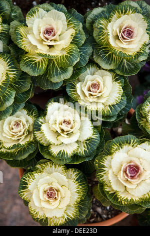 ornamentale Grünkohl im Garten Stockfoto