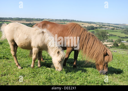 American Miniature Horse (Equus Caballus) Stute und Fohlen weiden einen Hang Fahrerlager, Wiltshire, England, Vereinigtes Königreich, Europa Stockfoto